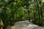 Winding path through a lush green forest